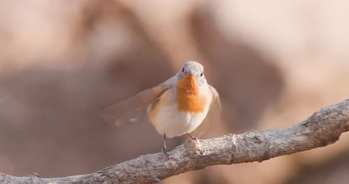 Busy male Red-breasted Flycatcher sings from a forest perch then hops down in morning light.