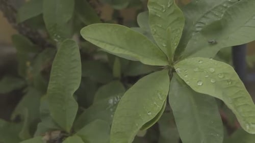 Green plants looking beautiful after drenched in morning rains