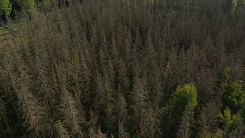 Aerial view of dead dry damaged spruce forest hit by bark beetle in Czech countryside