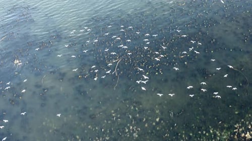 Ocean, coral reef and birds with drone view of tropical island location for adventure holiday