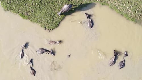 Water Buffalo Wallowing in Muddy Rural Pond