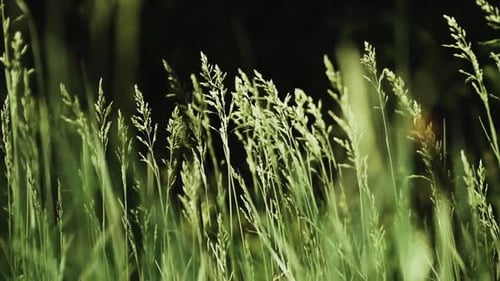 Summer Meadow with Long Grass Gently Blowing in the Wind Slow Motion Shot