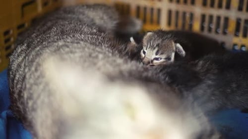 Mum feeding baby cats breastfeed kitty, kitten.