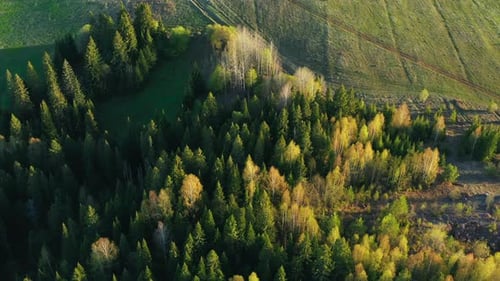 Top View of Beautiful Green Fields and Forests on Sunny Day Clip Green Fields with Roads and Village