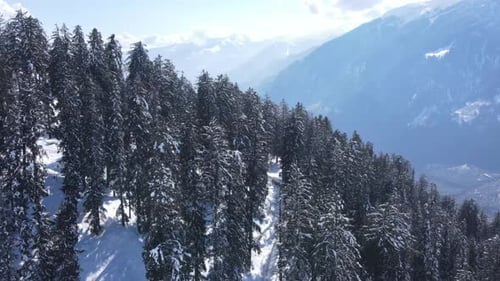 A forest covered in snow in Himalayas