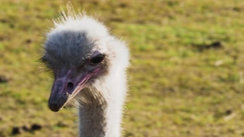 O avestruz comum (Struthio camelus), ou simplesmente avestruz, é uma espécie de ave que não voa nativa de