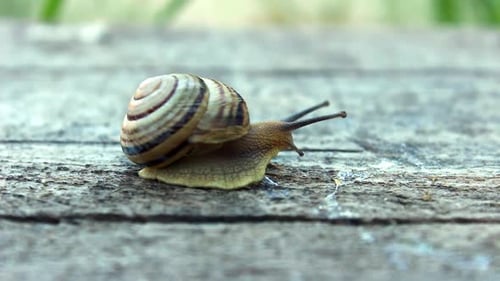 Close up of a striped snail crawling on a wooden board