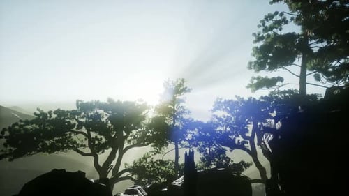Sun Beams Through Trees