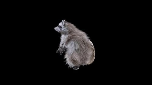 Animated Raccoon Dancing Loop for Various Projects