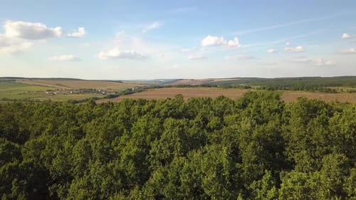 Top Down Aerial View of Green Summer Forest with Many Fresh Trees