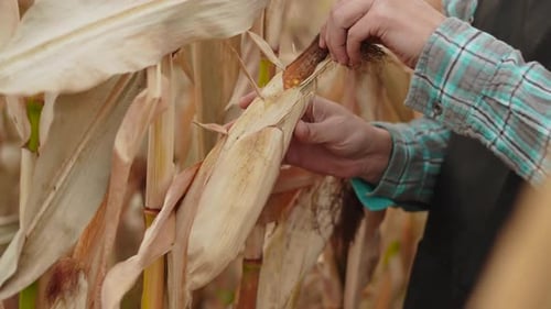 Person Checking Corn in Cornfield Close Up