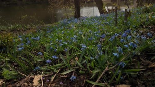 Spring timeShot of Flowering Scilla Siberica Plant Beautiful Wild Blue Flower Blossom on Park