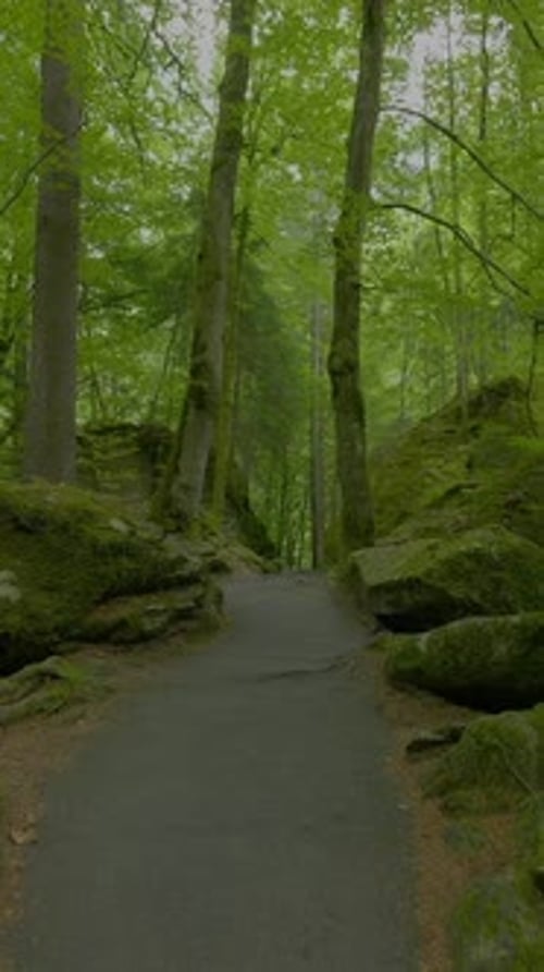 A Serene and Tranquil Forest Pathway Beautifully Surrounded By Lush Greenery and Flora