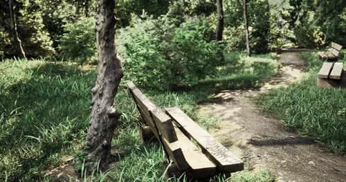 Wooden Bench on a Scenic Pathway in a Lush Park During Daylight Hours