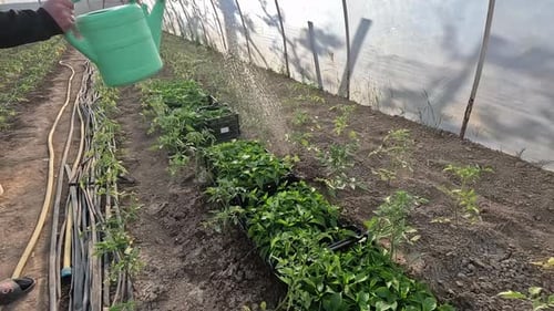In Greenhouse Garden Seedling Peppers Plants are Being Watered with a Watering Can