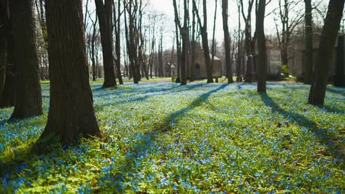 Forêt luxuriante avec arbres, fleurs bleues et herbe verte