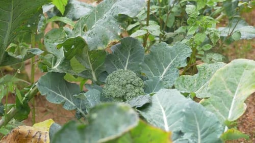 Infected Broccoli plant disease, fungal infection, over-fertilization causing green leaves to turn y