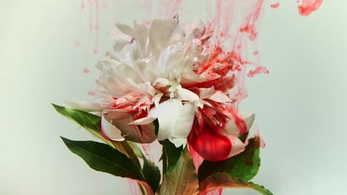 Red Ink Diffusing Around a White Flower