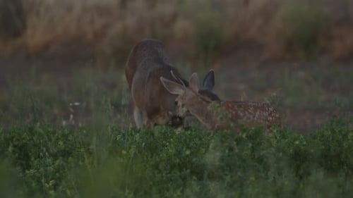 White spotted Fawn and Doe grazing in green farming field