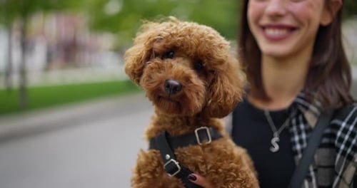 Woman Holding Brown Poodle in City