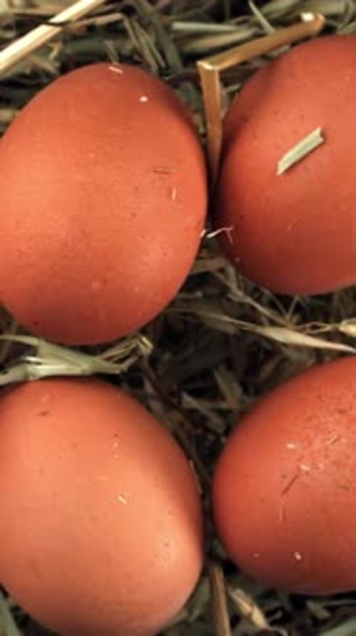 Chicken Eggs Fly with Hay Filmed on a Highspeed Camera at 1000 Fps