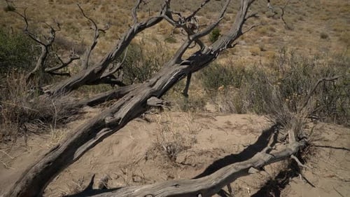 Panning up to Great Sand Dunes National Park behind dead juniper tree