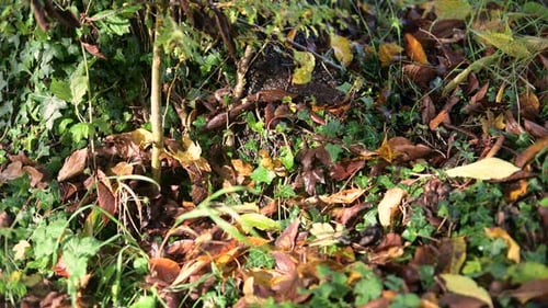 Autumn leaves on the ground at the base of a tree in light breeze and sunshine