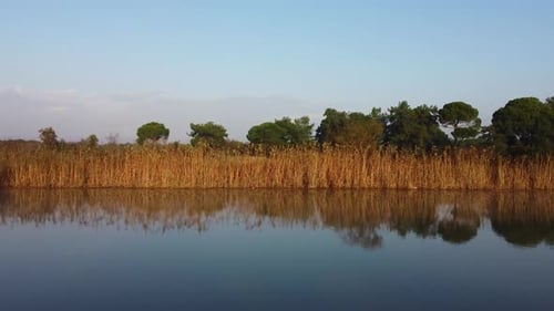 Aerial Reeds by the River 4K