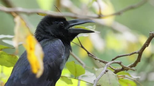 Crow Perching on Branch in Natural Habitat