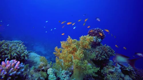Colourful Coral Reef Scene