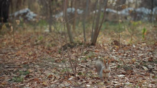 Wild Rodent Searching for Acorns Gray Squirrel Collecting Nuts in Forest Autumn Woodland Scene