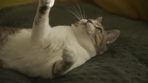 Cat Plays With Toy Mouse on Bed
