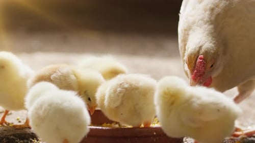Fluffy Chicks Eating with Mother Hen