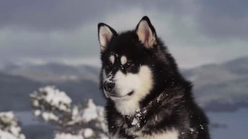 Close Up Of Alaskan Malamute Sitting On Snowy Landscape