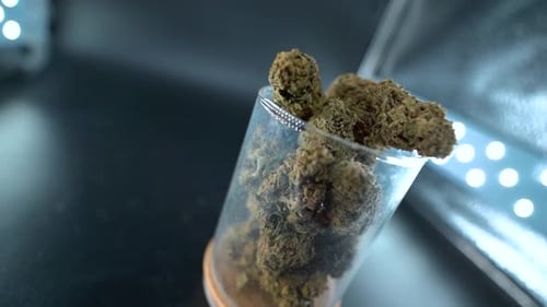 A close up detailed rotating zoom out shot of a cannabis plant, marijuana flower in a shiny glass, h
