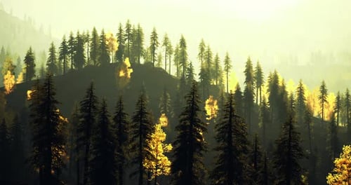 Misty Autumn Forest with Vibrant Foliage and Sunlit Trees at Dawn