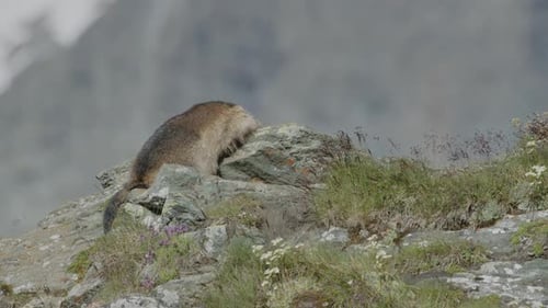 Marmot mirando una roca. Resolución)