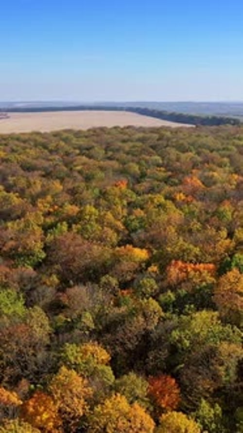 Aerial View of Colorful Autumn Forest Landscape