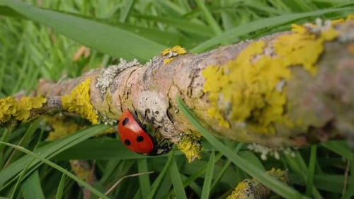 Ladybug Crawling on a Mossy Tree Branch
