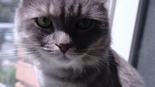 Die
schöne graue Hauskatze sitzt an einem sonnigen Tag auf einer Fensterbank in einem Raum. Süße Katze sonnt sich im
S