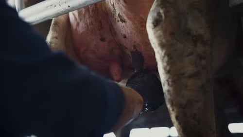 Un fermier obtient du lait de vache à l'aide de ses mains dans une ferme industrielle en gros plan. Procédé de traite
