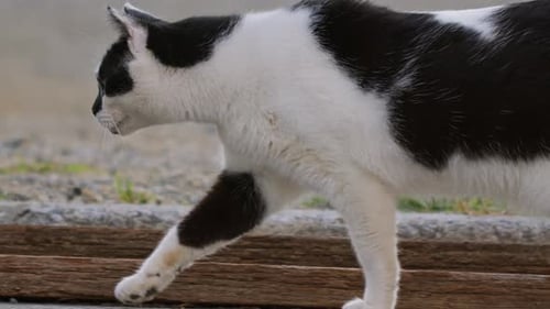 Black and White Cats Walking on a City Street