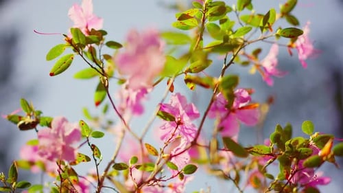Springtime Flowers Dance in Gentle Wind