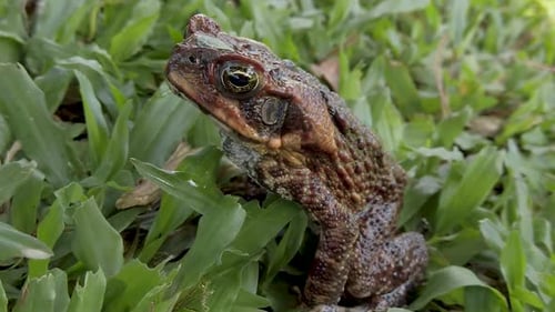 Großer brauner Frosch, der auf Gras sitzt, Detailaufnahme einer wachsamen Kröte