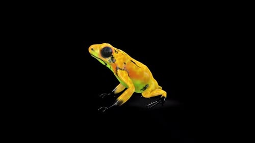 Dart Frog Idle
