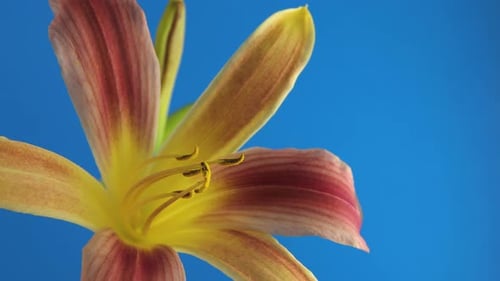 Close Up Big Orange Lily Flower Isolated on a Blue Background