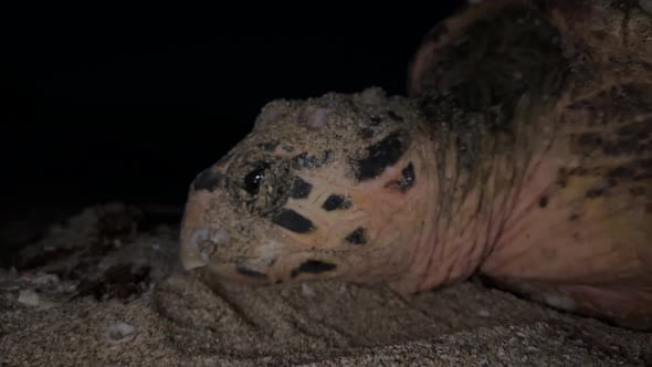 Hawksbill sea turtle trying egg ball at night in beach spring season ...