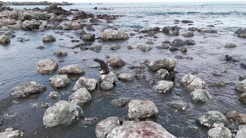 Fur Seals Jump on Rocks and Swim Near the Rocky Shore Among the Ocean Waves New Zealand