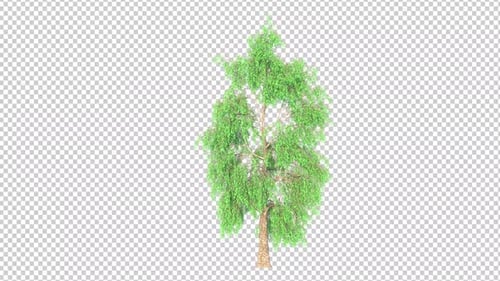Animated Tree with Swaying Leaves on Transparent Background