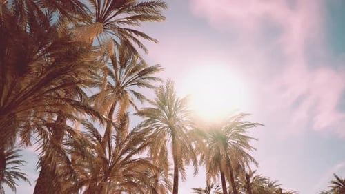 Palm Trees Vintage Toned Perspective View to the Sky